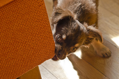 Een van de redenen om een bank hoes te kopen: Hond die de hoek van de bank probeert weg te eten.